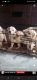 Labrador Retriever Puppies for sale in Arjan Garh, Aya Nagar, New Delhi, Delhi, India. price: 9500 INR