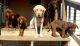 Labrador Retriever Puppies for sale in Springtown, TX 76082, USA. price: NA