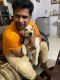 Labrador Retriever Puppies for sale in Sundarpada, Bhubaneswar, Odisha, India. price: 10000 INR