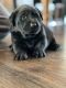 Labrador Retriever Puppies for sale in Dunlap, IA 51529, USA. price: NA