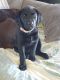 Labrador Retriever Puppies for sale in Nashua, IA 50658, USA. price: $400