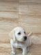 Labrador Retriever Puppies for sale in Viman Nagar, Pune, Maharashtra 411014, India. price: 15000 INR