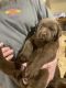 Labrador Retriever Puppies for sale in Deersville, OH, USA. price: NA