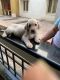 Labrador Retriever Puppies for sale in ABODE VALLEY, 54, Kakkan St, Potheri, Chennai, Tamil Nadu 603203, India. price: 14000 INR