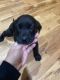 Labrador Retriever Puppies for sale in Carrollton, OH 44615, USA. price: $800
