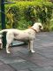 Labrador Retriever Puppies for sale in Vikaspuri, New Delhi, Delhi 110018, India. price: 15000 INR