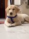 Labrador Retriever Puppies for sale in Noida Extension, Ace City Noida Extension, Sector 1, Greater Noida, Uttar Pradesh 201306, India. price: NA