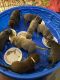 Labrador Retriever Puppies for sale in Decatur, TN 37322, USA. price: NA