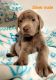 Labrador Retriever Puppies for sale in Little Rock, AR, USA. price: NA