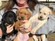 Labrador Retriever Puppies for sale in Birmingham, AL, USA. price: NA