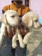 Labrador Retriever Puppies for sale in Singasandra, Bengaluru, Karnataka 560068, India. price: 6000 INR