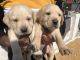 Labrador Retriever Puppies for sale in Deoli, Devli, Sangam Vihar, New Delhi, Delhi, India. price: 8000 INR