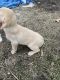 Labrador Retriever Puppies for sale in Memphis, MO 63555, USA. price: NA