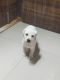 Labrador Retriever Puppies for sale in Vasai East, Vasai-Virar, Maharashtra, India. price: 12500 INR