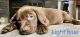 Labrador Retriever Puppies for sale in Lizella, GA 31052, USA. price: NA
