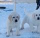 Labrador Retriever Puppies for sale in Cardington, OH 43315, USA. price: NA