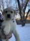 Labrador Retriever Puppies for sale in Mankato, MN, USA. price: $600