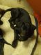 Labrador Retriever Puppies for sale in Richland Springs, TX 76871, USA. price: NA
