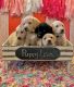Labrador Retriever Puppies for sale in Youngsville, NC 27596, USA. price: NA