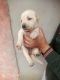 Labrador Retriever Puppies for sale in Siyana, Uttar Pradesh 203412, India. price: 8000 INR