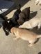 Labrador Retriever Puppies for sale in San Antonio, TX 78224, USA. price: NA