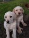 Labrador Retriever Puppies for sale in Marysville, CA, USA. price: $1,000