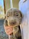 Labrador Retriever Puppies for sale in Carrollton, GA, USA. price: NA