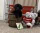 Labrador Retriever Puppies for sale in Kinmundy, IL 62854, USA. price: NA