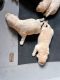 Labrador Retriever Puppies for sale in Summerville, SC, USA. price: NA