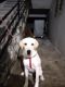 Labrador Retriever Puppies for sale in Korremula Rd, Narepally, Secunderabad, Telangana, India. price: 8000 INR