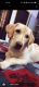Labrador Retriever Puppies for sale in Khora Colony, Sector 62A, Noida, Uttar Pradesh, India. price: 12000 INR
