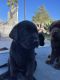Labrador Retriever Puppies for sale in Bonsall, CA, USA. price: NA