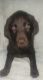 Labrador Retriever Puppies for sale in Lake Jackson, TX, USA. price: $120,000