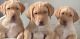 Labrador Retriever Puppies for sale in Kent Cliffs, NY 10512, USA. price: NA