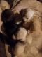 Labrador Retriever Puppies for sale in Waynesboro, MS 39367, USA. price: NA