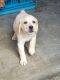 Labrador Retriever Puppies for sale in Hadapsar, Pune, Maharashtra, India. price: 15000 INR