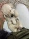 Labrador Retriever Puppies for sale in Y Block, Kidwai Nagar, Kanpur, Uttar Pradesh, India. price: 18000 INR