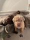 Labrador Retriever Puppies for sale in Springfield, IL, USA. price: NA