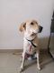 Labrador Retriever Puppies for sale in Alandi, Pune, Maharashtra 412105, India. price: NA