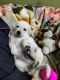 Labrador Retriever Puppies for sale in NS Palya, Stage 2, BTM Layout, Bengaluru, Karnataka 560076, India. price: 15000 INR