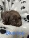 Labrador Retriever Puppies for sale in Cleves, OH, USA. price: $1,000