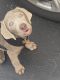 Labrador Retriever Puppies for sale in Cooper City, FL, USA. price: NA