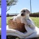 Labrador Retriever Puppies for sale in Brownsville, TX, USA. price: NA