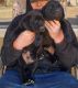 Labrador Retriever Puppies for sale in Porter, TX 77365, USA. price: $250