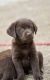 Labrador Retriever Puppies for sale in San Antonio, TX 78218, USA. price: NA