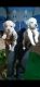 Labrador Retriever Puppies for sale in Gwalior, Madhya Pradesh, India. price: 9000 INR