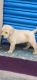 Labrador Retriever Puppies for sale in Ashok Nagar, Chennai, Tamil Nadu, India. price: 9000 INR