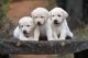 Labrador Retriever Puppies for sale in Kochi, Kerala, India. price: 32000 INR