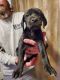 Labrador Retriever Puppies for sale in 265 Mountain Creek Dr, Maysville, GA 30558, USA. price: $200