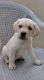Labrador Retriever Puppies for sale in Mandawali, New Delhi, Delhi 110092, India. price: 10000 INR